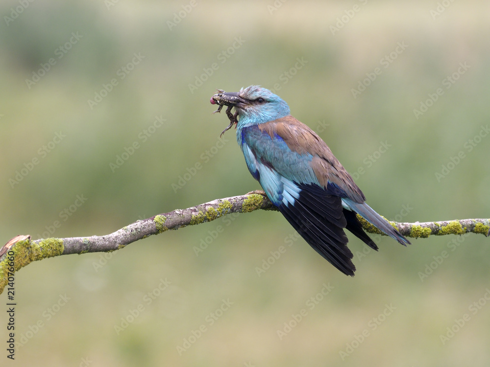 Fototapeta premium European roller, Coracias garrulus