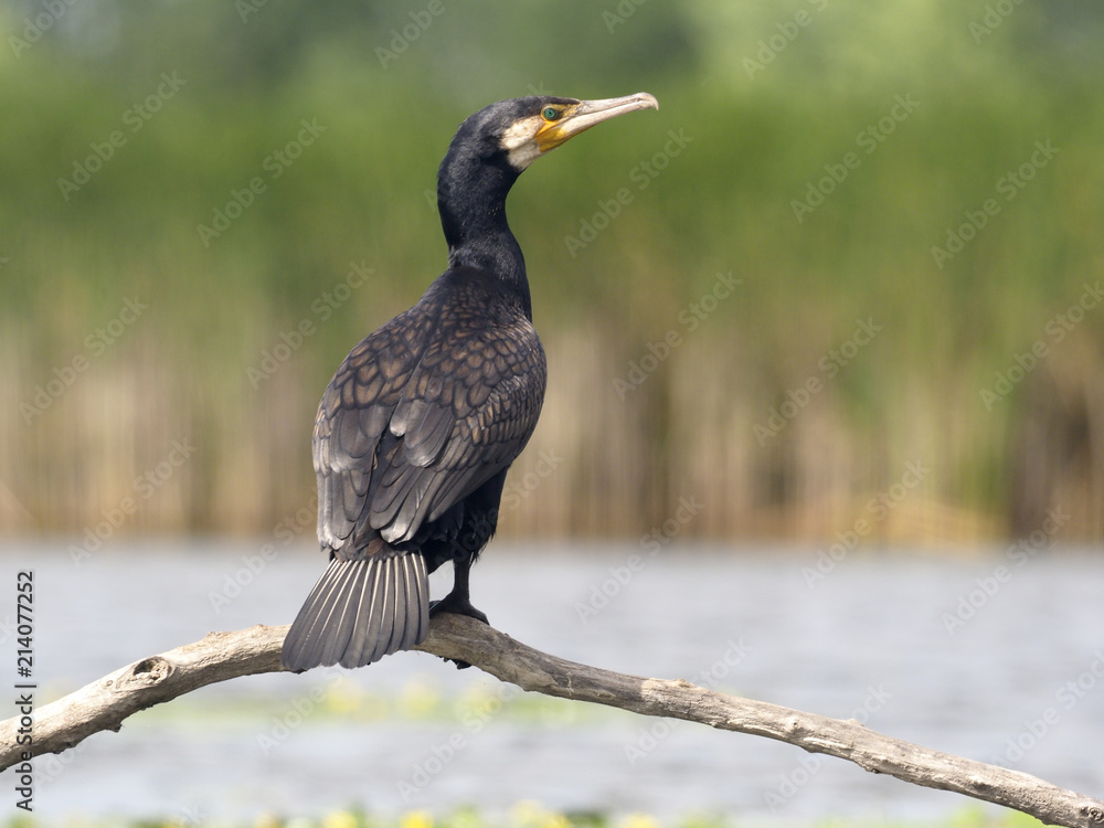 Fototapeta premium Great cormorant, Phalacrocorax carbo