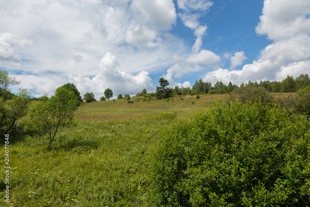 Fototapeta premium Flowering grassy meadow under blue cloudy sky