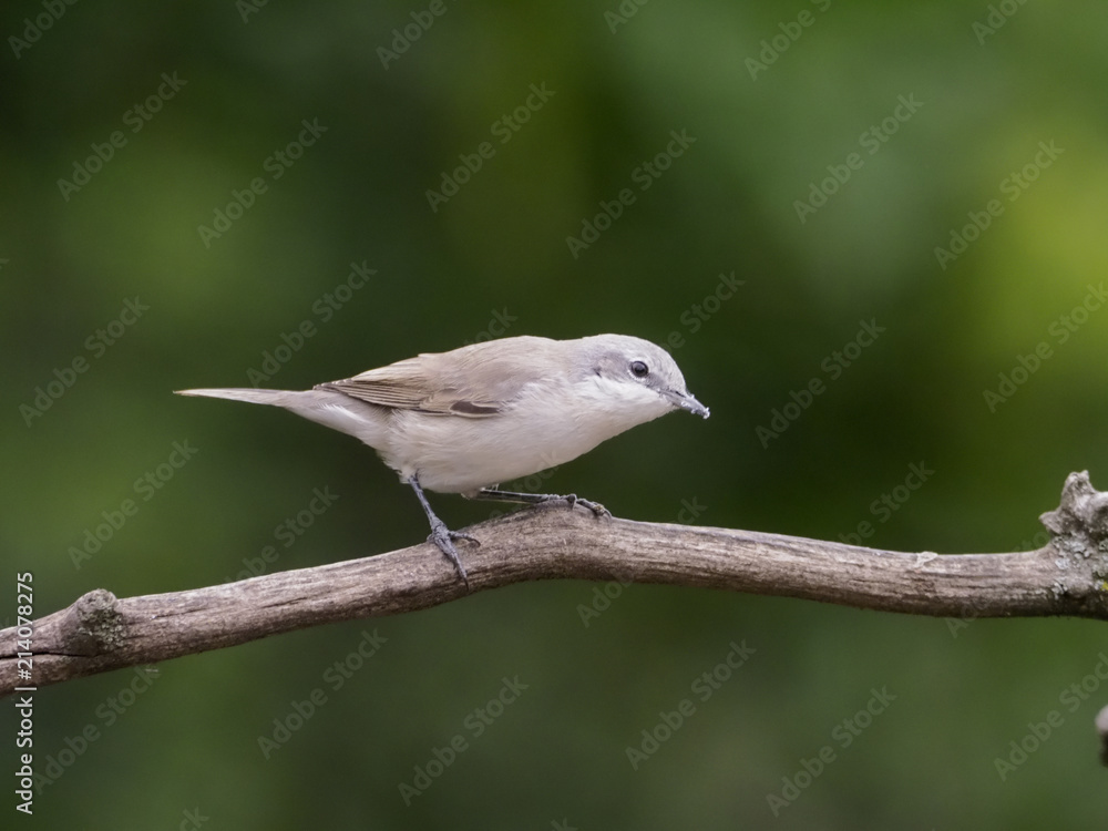 Lesser whitethroat, Sylvia curruca Lesser whitethroat, Sylvia curruca