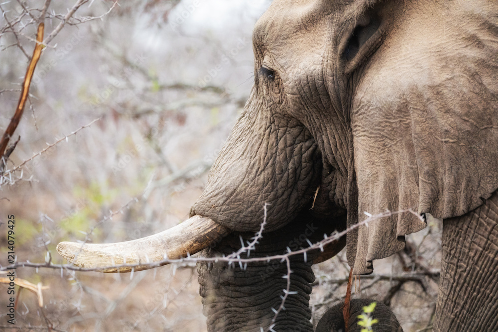 Naklejka premium Elephant feeding in Kruger National Park