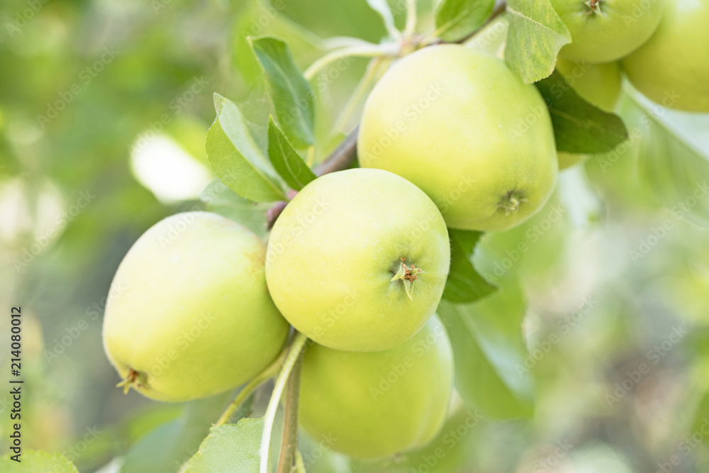 Photograph of green apples ripening on a tree Photograph of green apples ripening on a tree