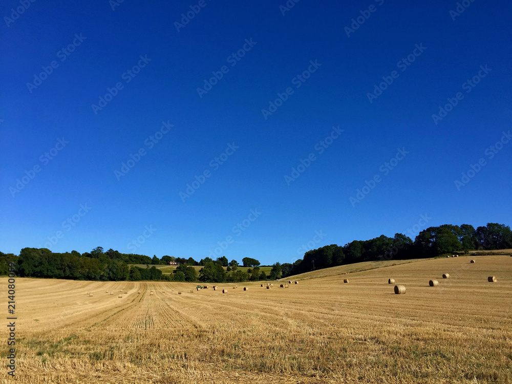 Obraz premium Strahlend blauer Himmer über einem Feld