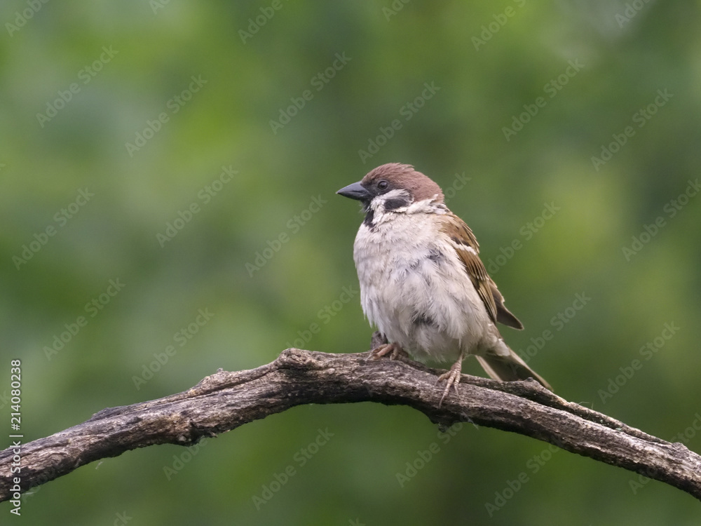Tree sparrow, Passer montanus Tree sparrow, Passer montanus