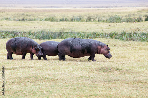 Hippopotamus  Hippopotamus amphibius  Masai Mara - Tanzania