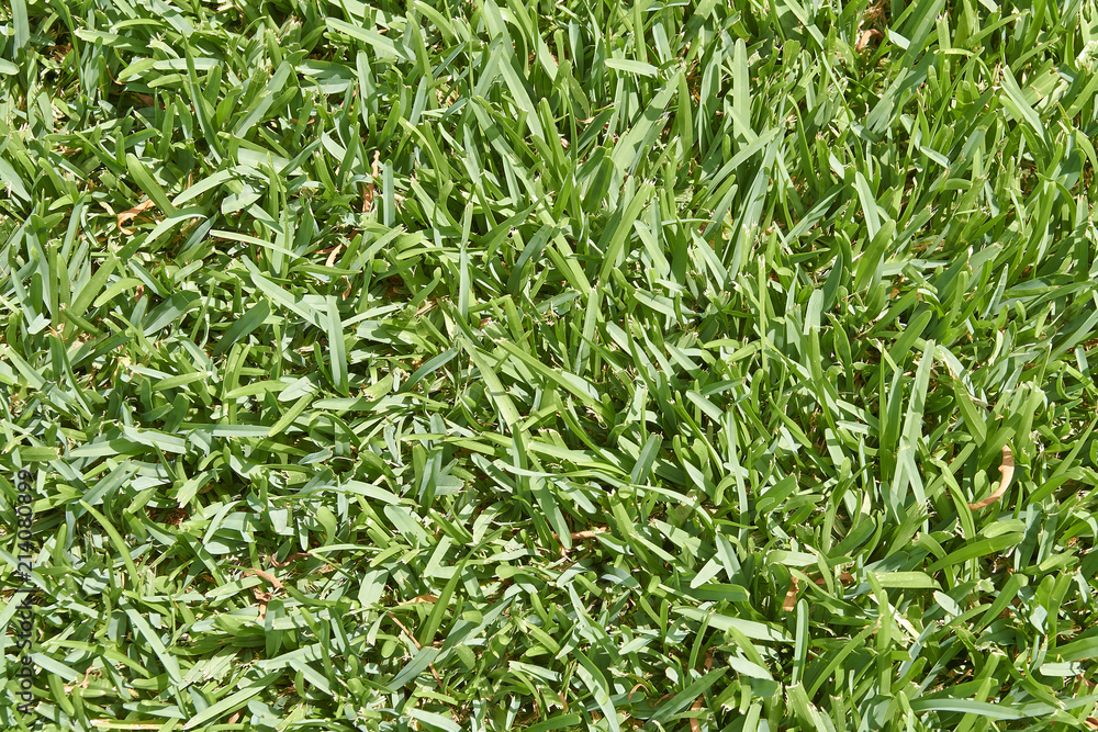 Obraz premium Close-up of green grass with rough structure
