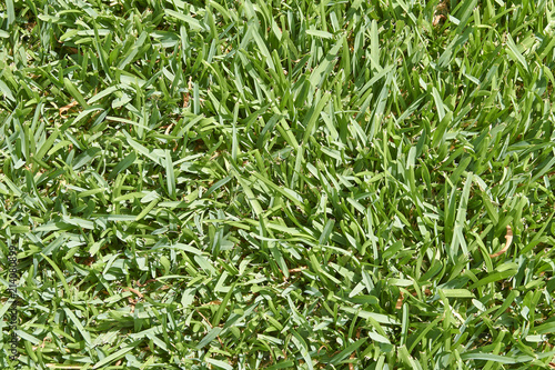 Close-up of green grass with rough structure