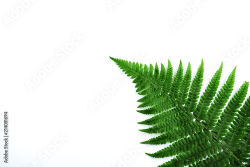 Fern leaf isolated on white.