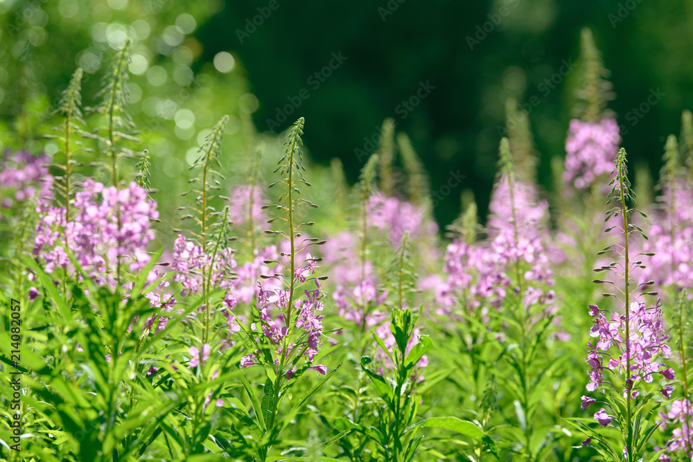 Obraz premium Pink flowers of fireweed (Epilobium or Chamerion angustifolium) in bloom ivan tea. Flowering willow-herb or blooming sally