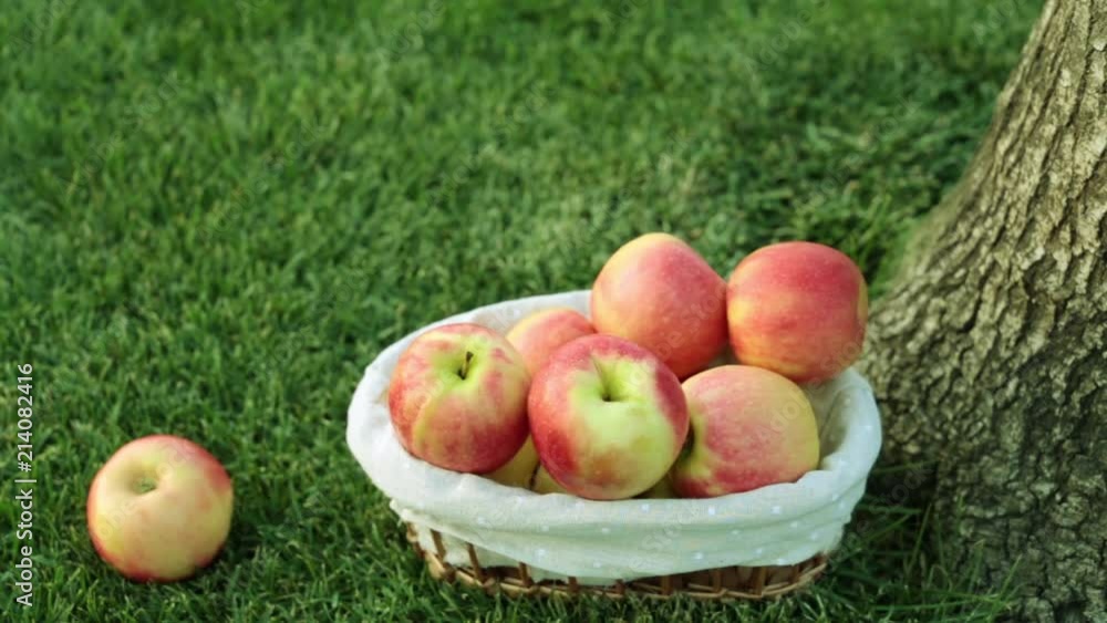 Beautiful juicy apple on a background of grass. Harvest of apples. Beautiful juicy apple on a background of grass. Harvest of apples.
