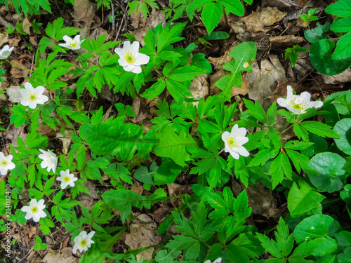 The first spring flowers, a forest anemone