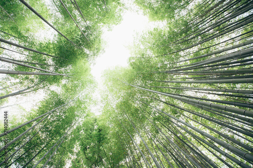 Bamboo forest walkway with film vintage style