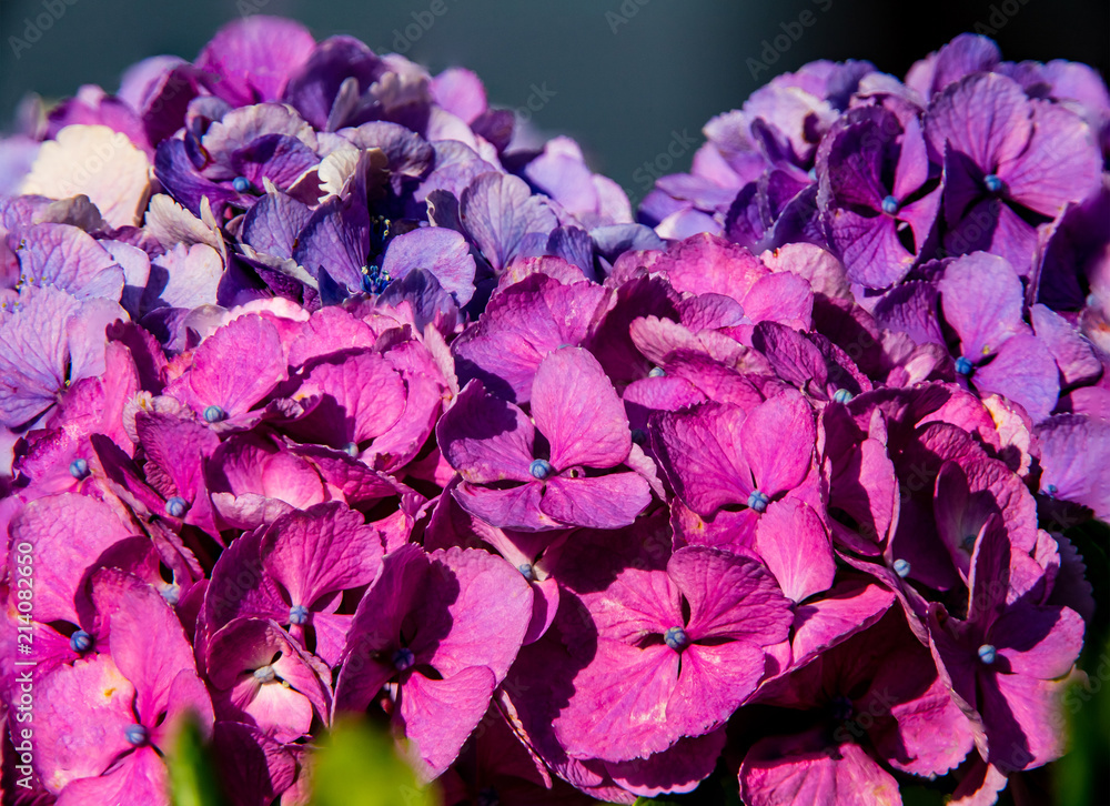 a large cluster of hydrangeas