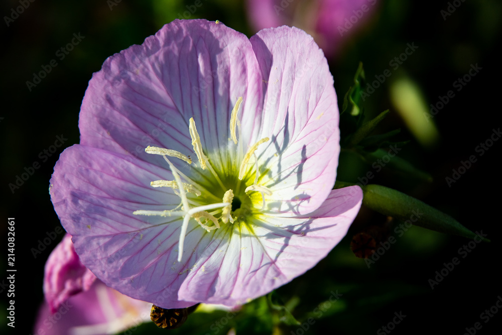 Naklejka premium Macro pink primrose flower