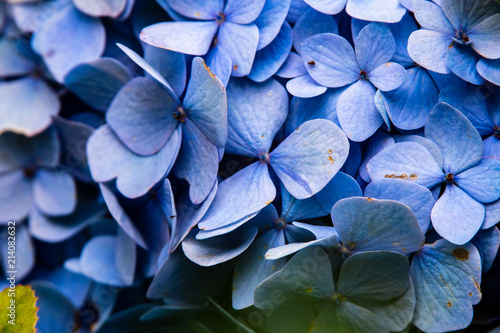 macro blue hydrangeas