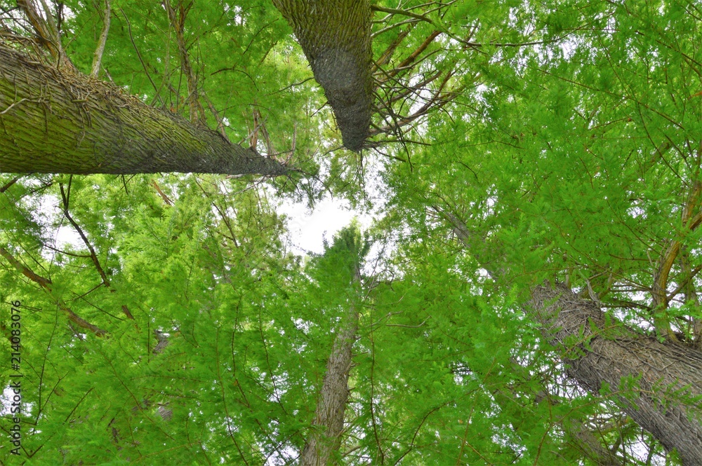 Naklejka premium Trees