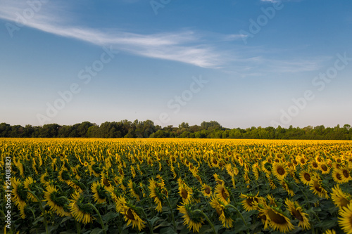 sunflower field at summer
