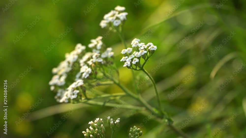 4k White Wildflowers On Nature Background 4k White Wildflowers On Nature Background