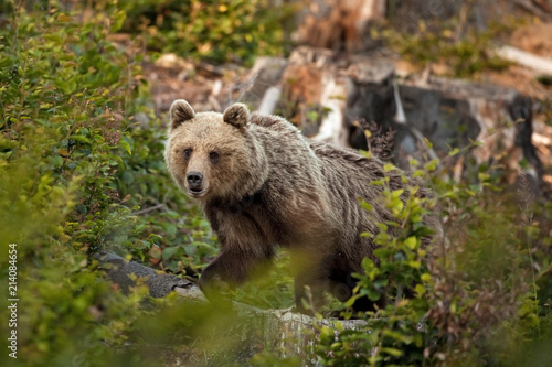 brown bear, ursus arctos, Slovakia, Malá Fatra national park
