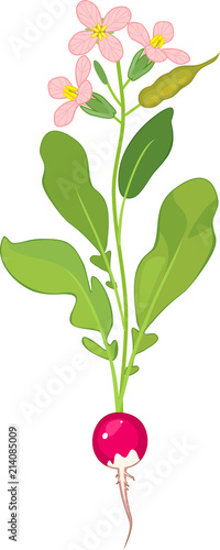Flowering radish plant on white background