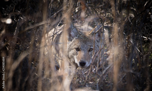 Wallpaper Mural Wanna Play Torontodigital.ca