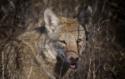 Wallpaper Mural Smile Torontodigital.ca