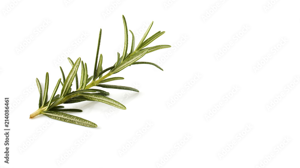 rosemary isolated on white background rosemary isolated on white background