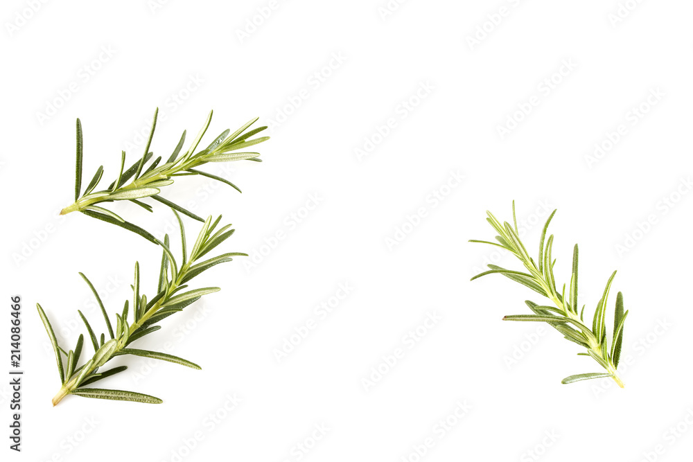 Naklejka premium rosemary isolated on white background
