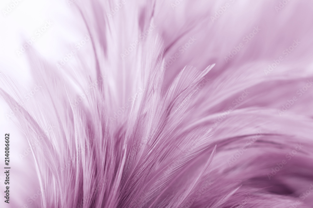 Obraz premium Purple chicken feathers in soft and blur style for background