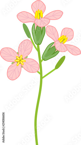 Pink flowers of radish isolated on white background
