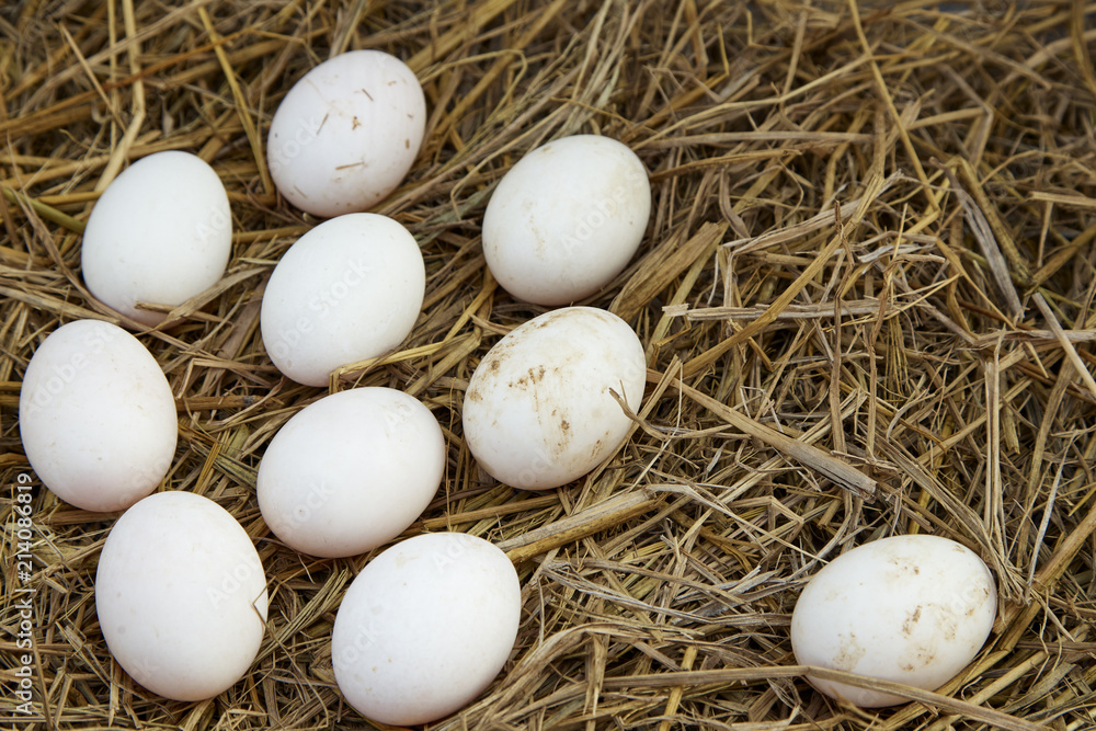 Duck eggs on the nest