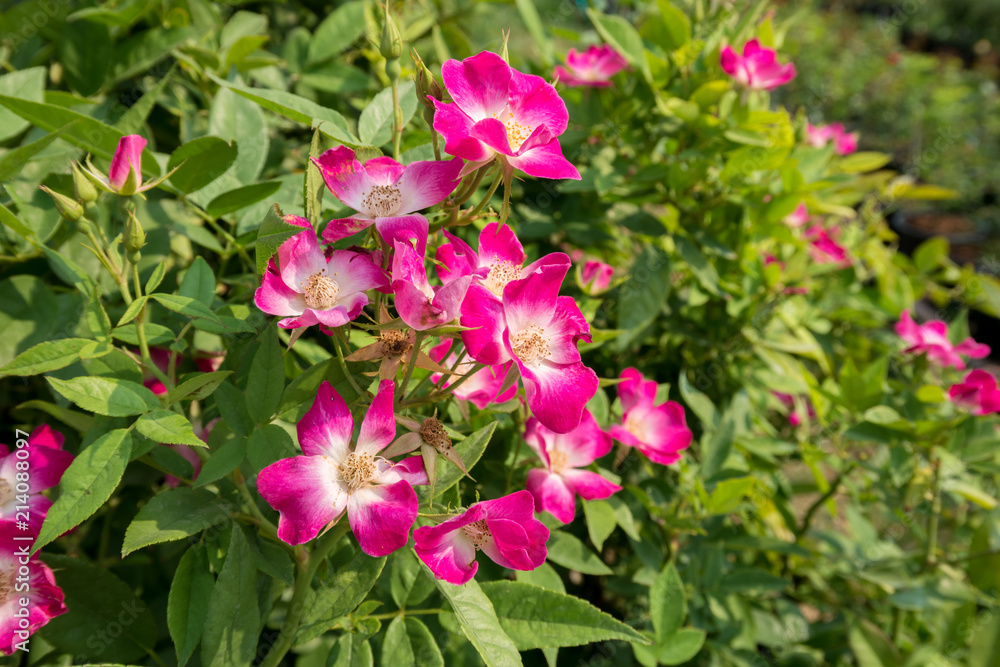 Obraz premium Pink rose flower in the garden, beautiful flower close up.