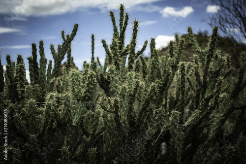 Cane Cholla