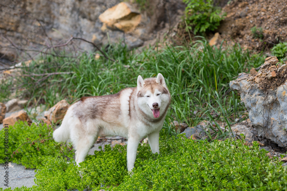 Obraz premium Portrait of beautiful Beige and white Siberian Husky dog standing in the grass on the beach