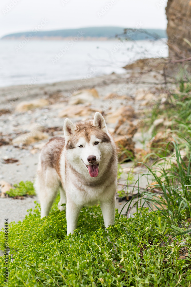 Portrait of friendly Beige and white Siberian Husky dog standing in the grass on the beach