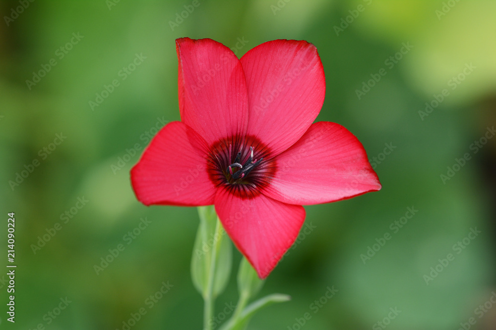 Red flax flower macro