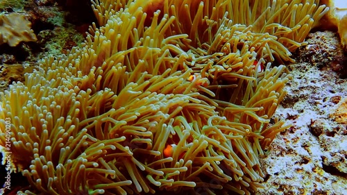 False Clown fish family known as nemo fish on pink-green Anemone photo