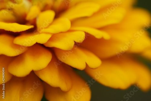 Yellow zinnia flower abstract macro