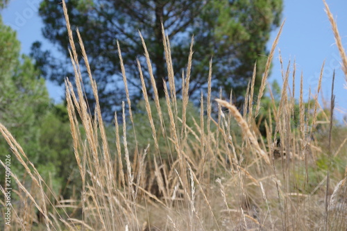 Bosque - Flora silvestre espigas 8 - Sesi  n 16072018