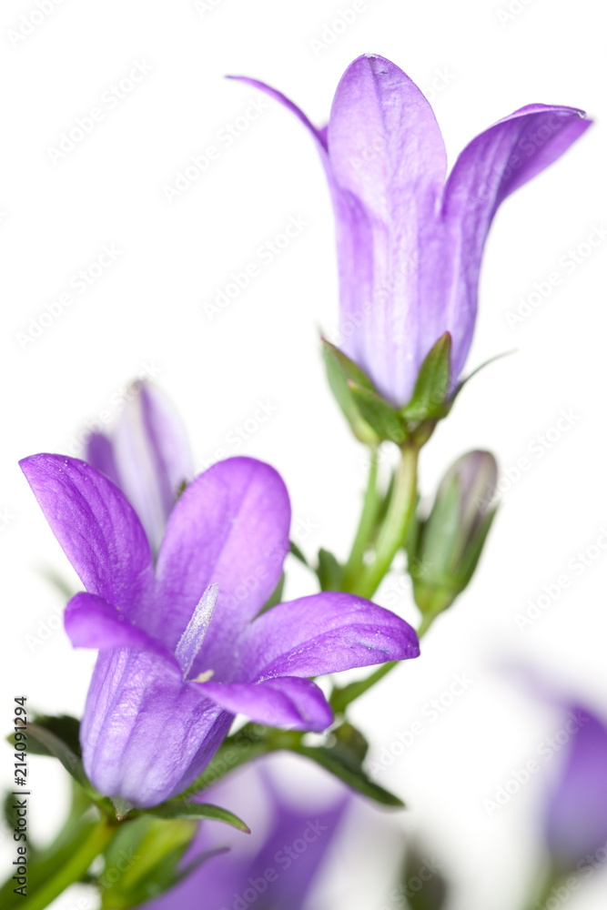 Violet bellflower blossoms on white background Violet bellflower blossoms on white background