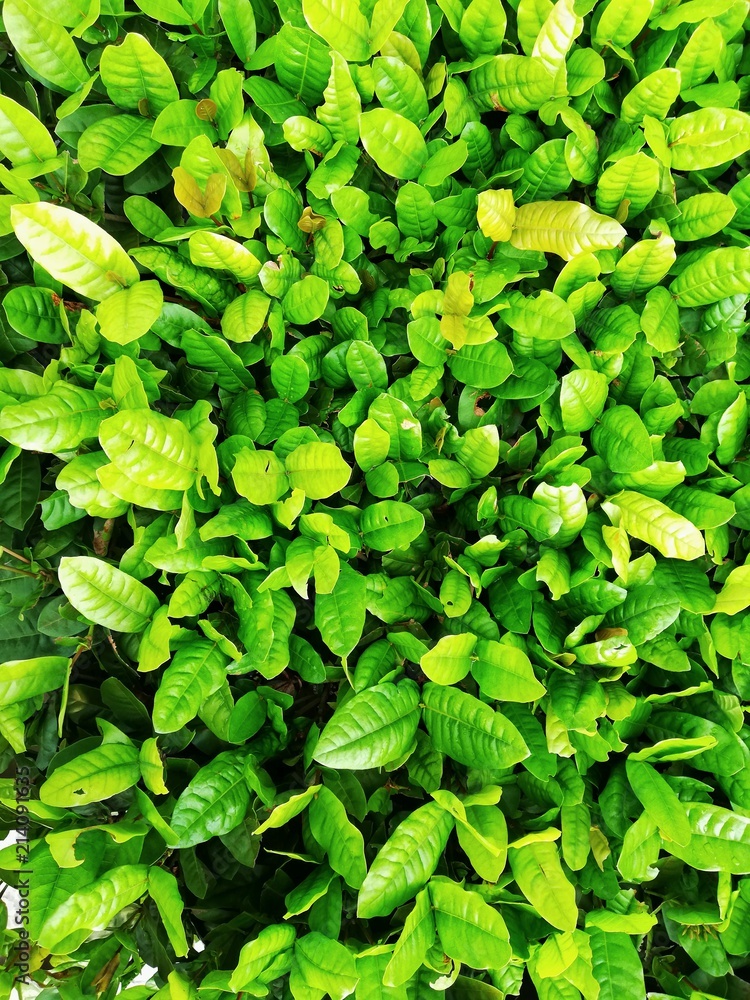 Obraz premium Green leaves pattern​ background.