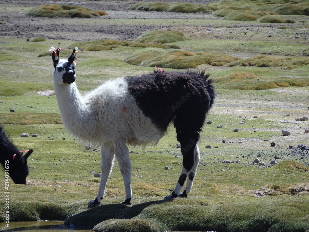 Fototapeta premium Lama/Llama at the marshlands of the Bolivian altiplano near the Uyuni Salt Flat (Salar de Uyuni), Bolivia, South America
