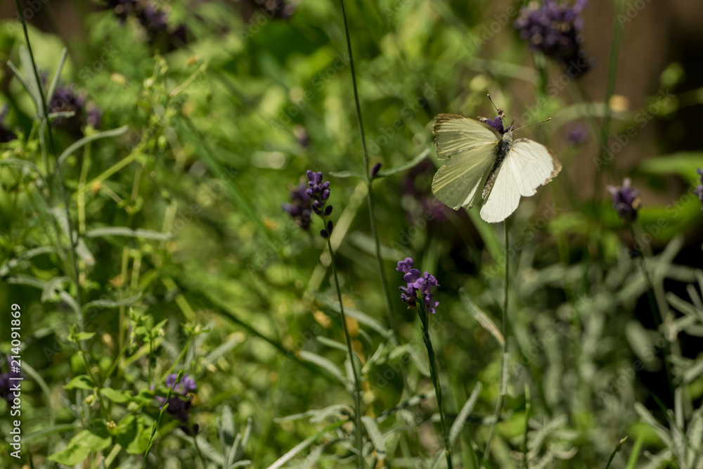 A beautiful butterfly in the wild garden A beautiful butterfly in the wild garden