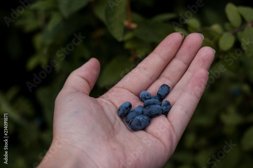 The berries of honeysuckle in the palm of your hand