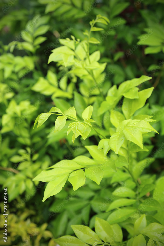 nature view of green leaf on blurred greenery background in garden