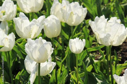 A field of white tulips blossoming in spring