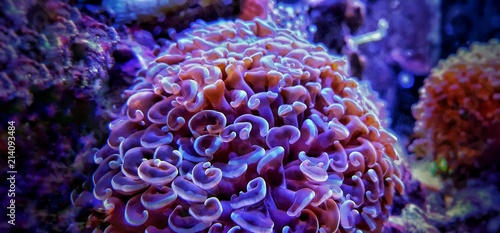 Hammet lps coral is amazing decoration in saltwater aquariums