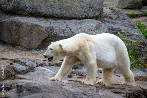 Polar Bear at the Berlin Zoo in Germany © robertdering