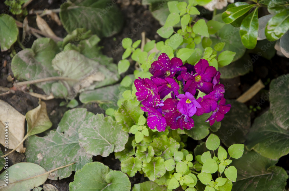 Planta de geranio color lila. (Geranio) Stock Photo | Adobe Stock