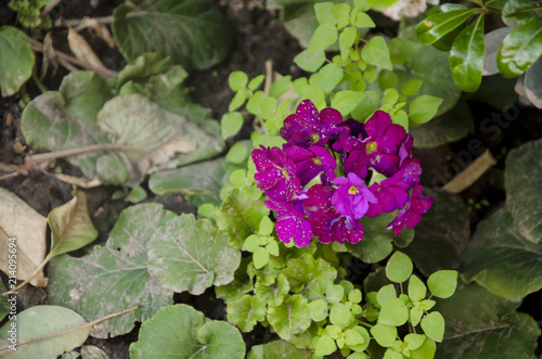 Fototapeta Naklejka Na Ścianę i Meble -  
Planta de geranio color lila. (Geranio)